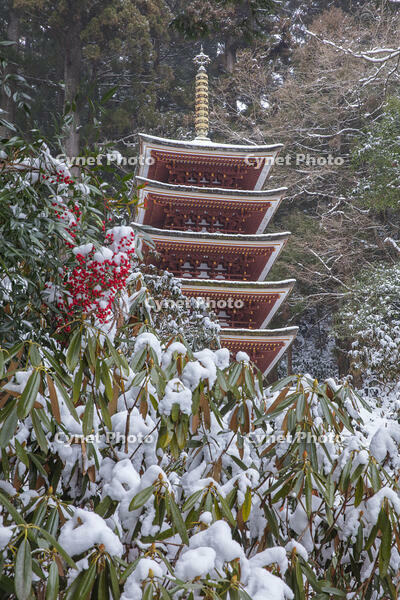 雪の五重塔　室生寺 [MOP110104387]