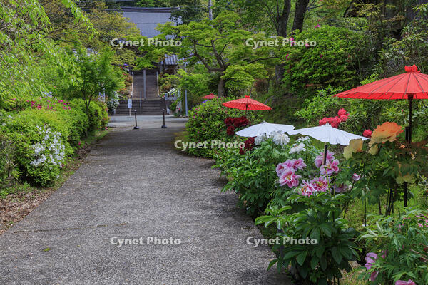 ボタン咲く多田寺 [MOP110105724]