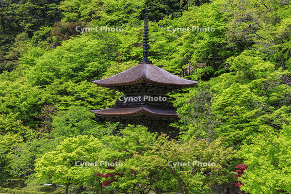 新緑の金剛院　三重塔 [MOP110105725]