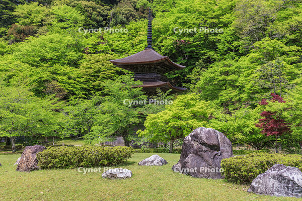新緑の金剛院　三重塔 [MOP110105726]