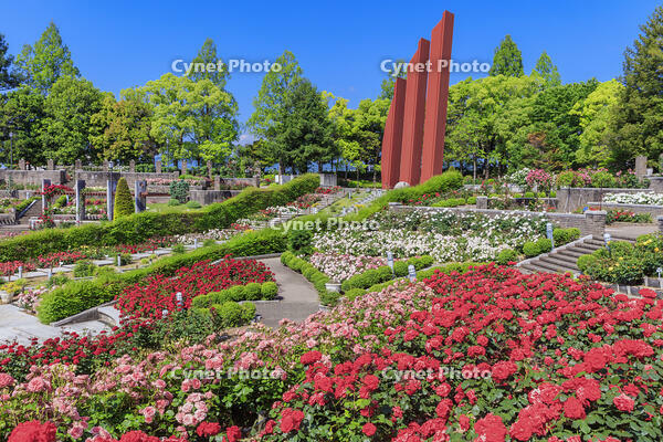 荒牧バラ公園 [MOP110105760]
