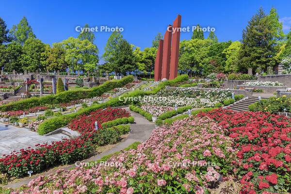 荒牧バラ公園 [MOP110105761]