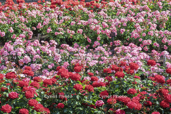 荒牧バラ公園 [MOP110105762]