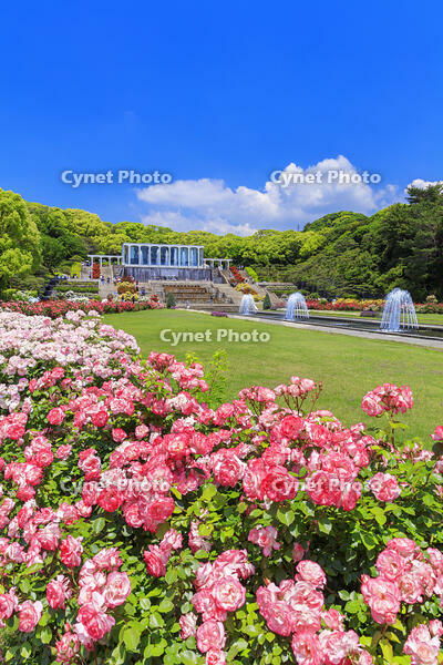 須磨離宮公園　王侯貴族のバラ園 [MOP110105768]