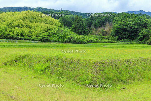 新緑の山田寺金堂跡 [MOP110105815]