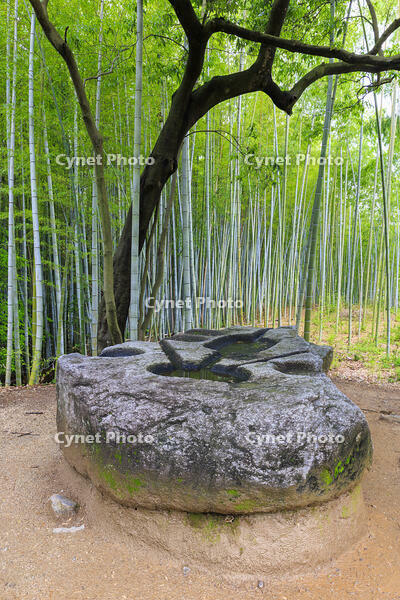 新緑の酒船石遺跡　酒船石 [MOP110105820]