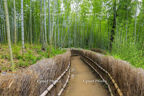 新緑の竹林の道　酒船石遺跡への道 [MOP110105827]