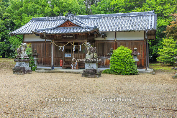 新緑の檜隈寺跡 [MOP110105836]