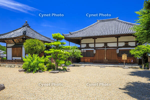 新緑の飛鳥寺本堂 [MOP110105883]