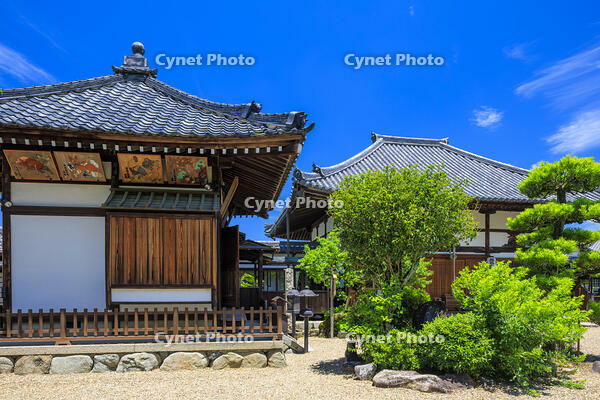 新緑の飛鳥寺 [MOP110105884]