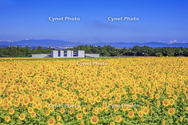 ひまわり畑と植田正治写真美術館 [MOP110106740]