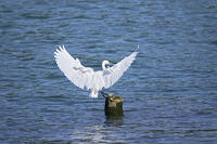 コサギ [BAB110002906]