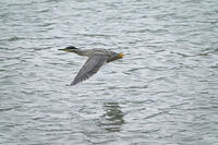 ササゴイ [BAB110002907]