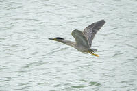 ササゴイ [BAB110002908]