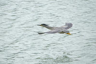 ササゴイ [BAB110002909]