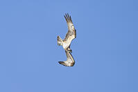 ミサゴ　ダイビングを開始 [BAB110002910]