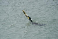 カワウ　ウナギを捕食 [BAB110002911]