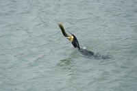 カワウ　ウナギを捕食 [BAB110002912]