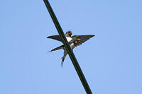 ツバメ交尾 [BAB110002913]