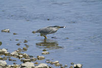 ササゴイ　魚を捕食 [BAB110002915]