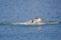 ミサゴ　 [BAB110002916]