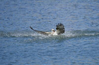 ミサゴ　 [BAB110002917]