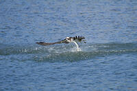 ミサゴ　ボラを捕獲 [BAB110002918]