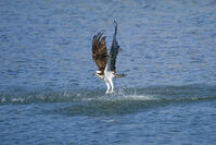 ミサゴ　ボラを捕獲 [BAB110002919]