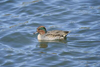 コガモ雄　繁殖羽へ換羽中 [BAB110002920]