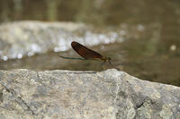 ミヤマカワトンボ雄 [BAB110002921]