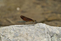 ミヤマカワトンボ雄 [BAB110002922]