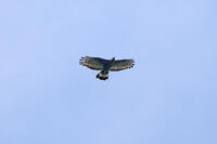 ハチクマ雄 [BAB110002923]