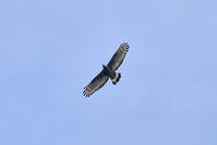 ハチクマ雄 [BAB110002924]