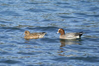 ヒドリガモ　雄と雌 [BAB110002925]