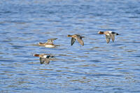 ヒドリガモ　雄と雌 [BAB110002926]