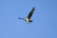 ミサゴ　ボラを捕獲 [BAB110002927]