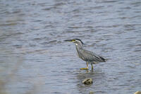 ササゴイ [BAB110002928]