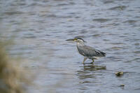 ササゴイ [BAB110002929]