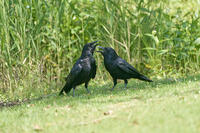 ハシボソガラス　仲睦まじい [BAB110002930]