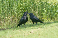 ハシボソガラス　仲睦まじい [BAB110002931]