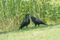 ハシボソガラス　仲睦まじい [BAB110002932]