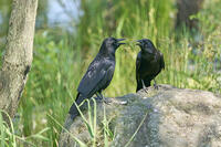 ハシボソガラス　仲睦まじい [BAB110002933]