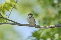 スズメ　 [BAB110002934]