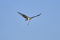 ミサゴ　ボラを捕獲 [BAB110002935]