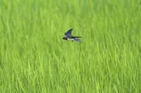 ツバメ若鳥　田んぼで虫を捜す. [BAB110002937]