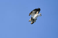 ミサゴ　ダイビングの態勢になる [BAB110002938]