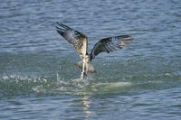 ミサゴ　ボラを捕獲 [BAB110002939]