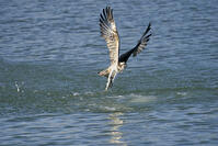 ミサゴ　ボラを捕獲 [BAB110002940]
