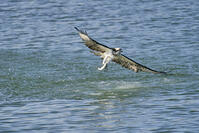 ミサゴ　ボラを捕獲 [BAB110002941]