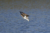 ミサゴのダイビング [BAB110002942]